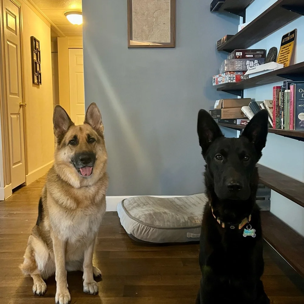 Pet friendly home - Picture 8 of 16